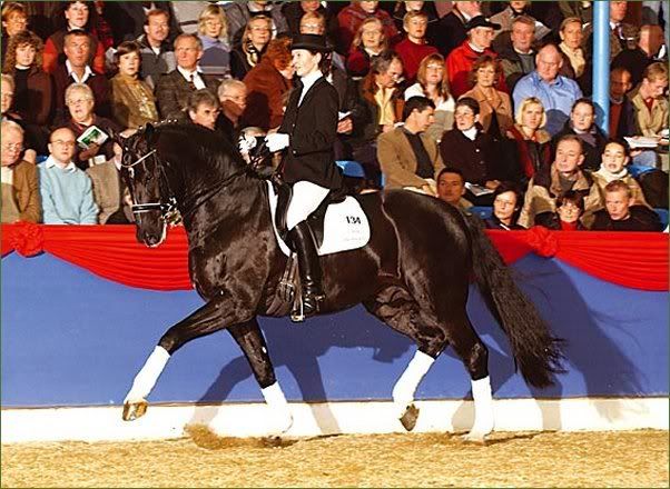  Hengstation Bckmann -- stallion Depardieu
