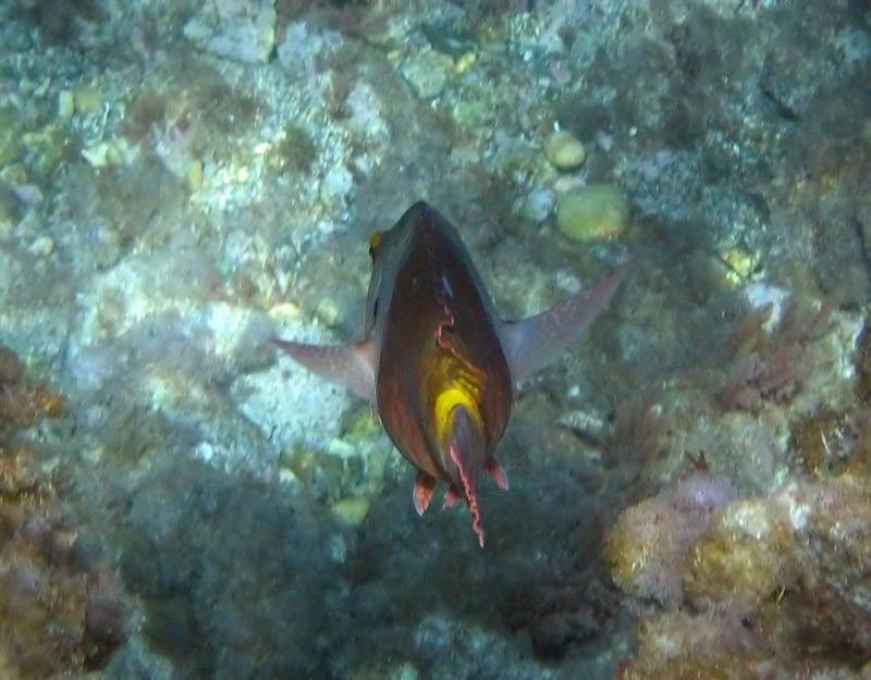 Sparisoma cretense (Pesce pappagallo)