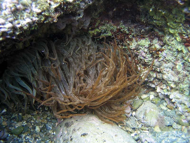 Anemoni: Anemonia viridis e Aiptasia mutabilis