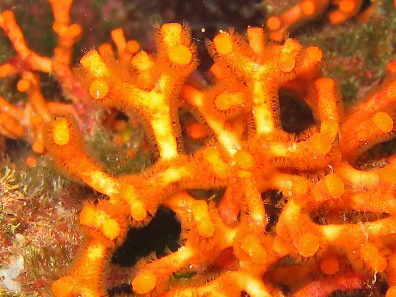Finto Corallo- Myriapora truncata