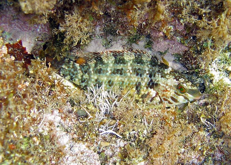 Symphodus roissali, Tripterygion delaisi, ecc.. Fritto misto