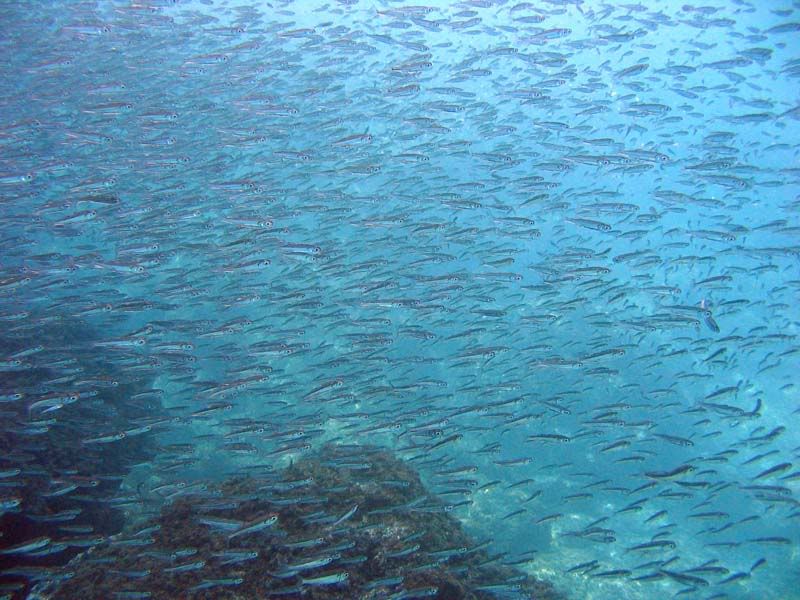 Diplodus vulgaris e latterini vari