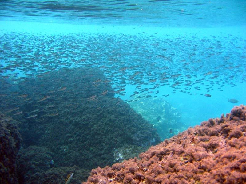 Diplodus vulgaris e latterini vari