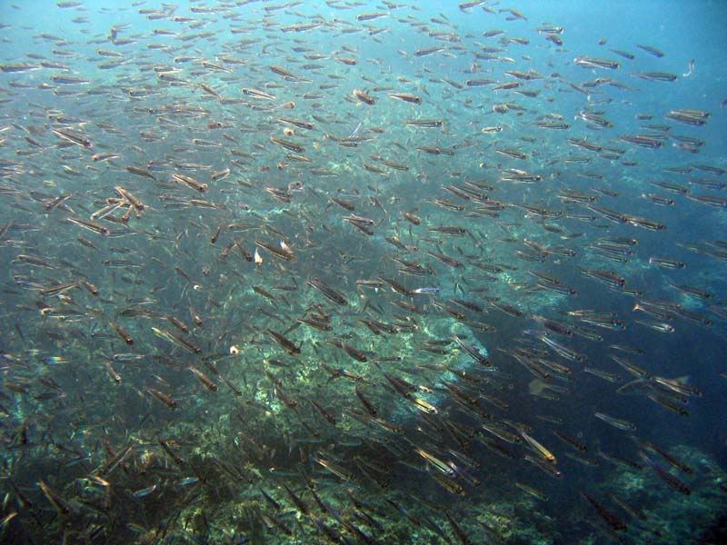 Diplodus vulgaris e latterini vari