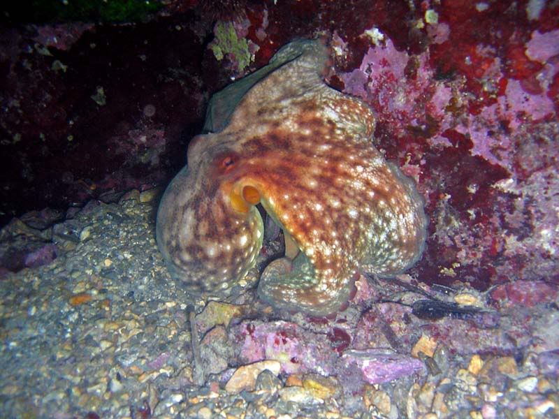 Octopus vulgaris Cuvier, 1797