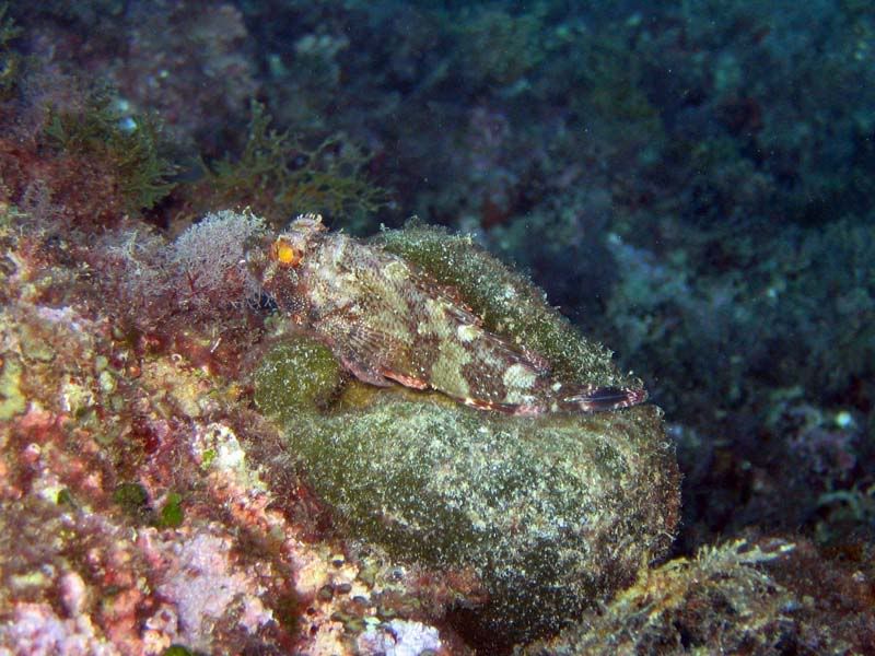 Symphodus roissali, Tripterygion delaisi, ecc.. Fritto misto