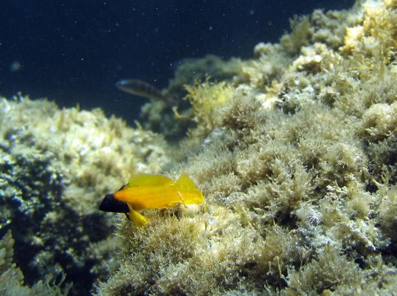 Tripterygion delaisi, T. tripteronotus e Dardanus calidus