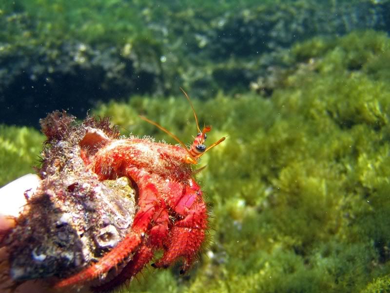 Tripterygion delaisi, T. tripteronotus e Dardanus calidus