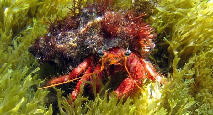 Tripterygion delaisi, T. tripteronotus e Dardanus calidus