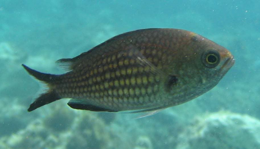 Castagnole (Chromis chromis)