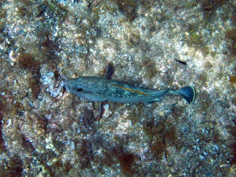 Epinephelus marginatus (Cernia bruna)