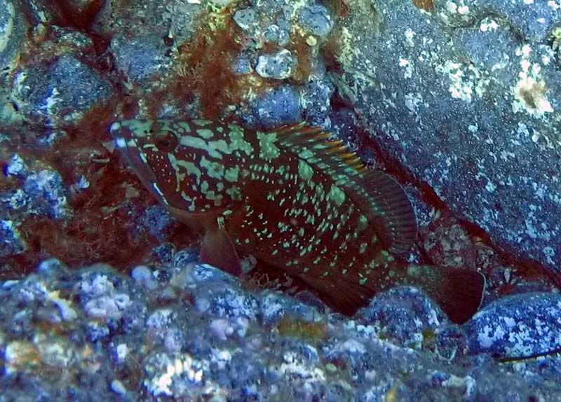 Epinephelus marginatus (Cernia bruna)