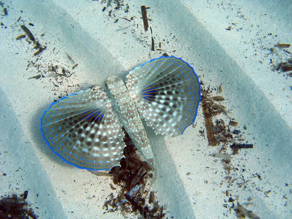 Dactylopterus volitans, Chelidonichthys lucerna aggressivi?