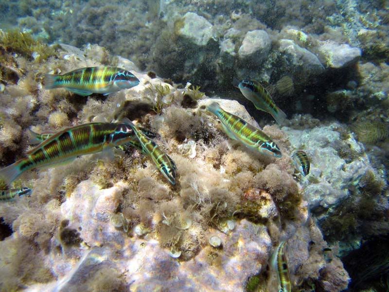 Thalassoma pavo (Donzella pavonina)