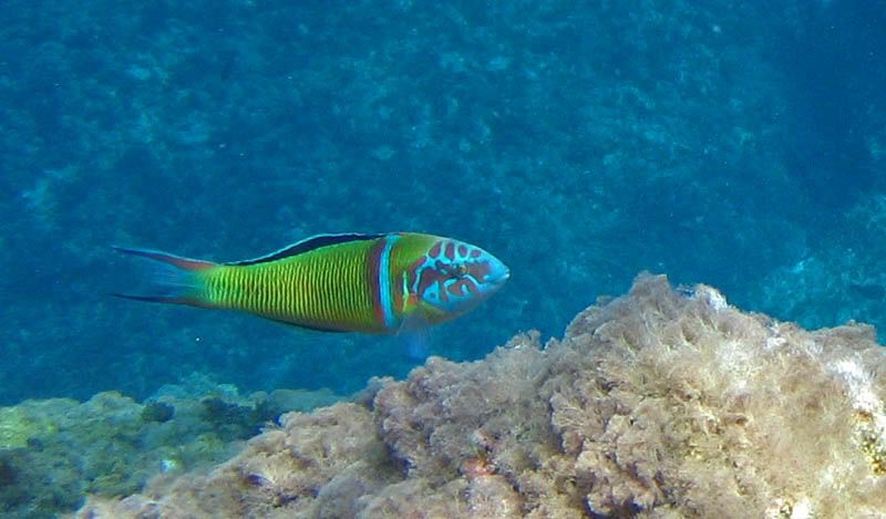 Thalassoma pavo (Donzella pavonina)