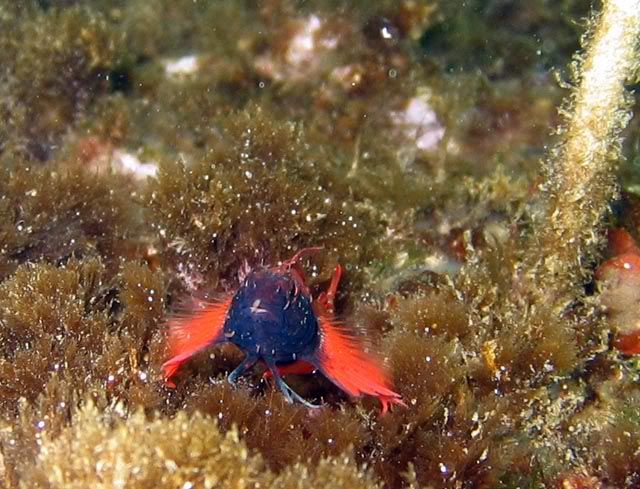 Microlipophrys canevae, Tripterygion delaisi,T.tripteronotus