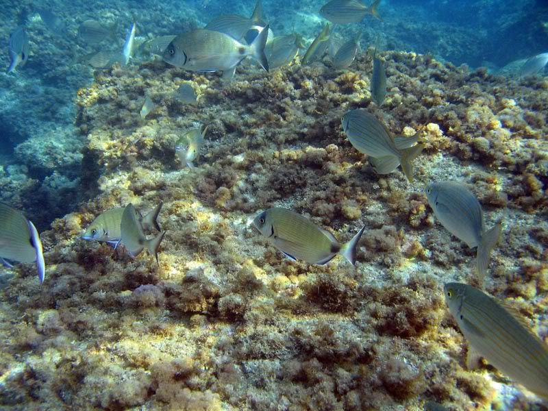 Sarago maggiore (Diplodus sargus) e Salpe (Sarpa salpa)