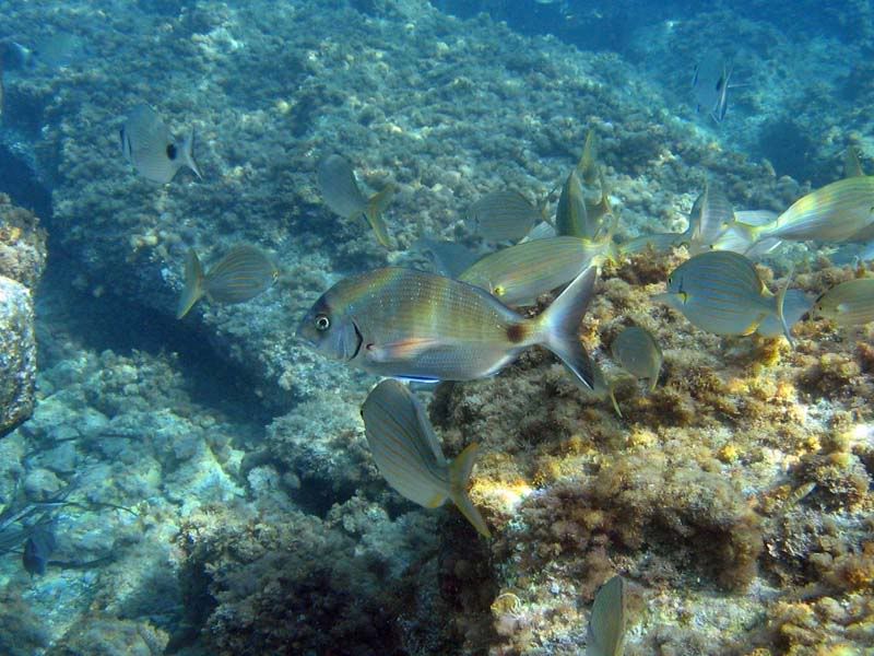 Sarago maggiore (Diplodus sargus) e Salpe (Sarpa salpa)