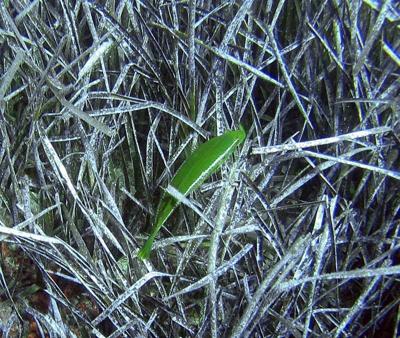 Labrus viridis (Linnaeus, 1758)