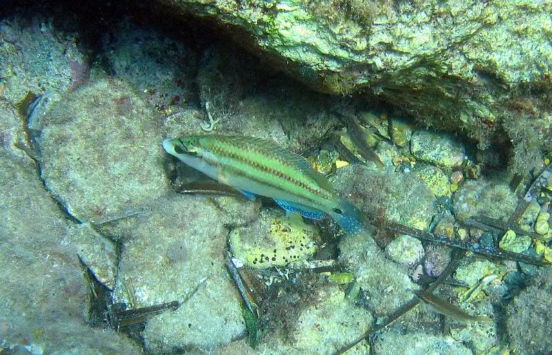 Tordo pavone (Symphodus tinca) e Triglia (Mullus surmuletus)