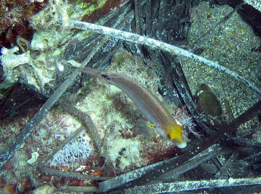 Symphodus mediterraneus (Tordo rosso)