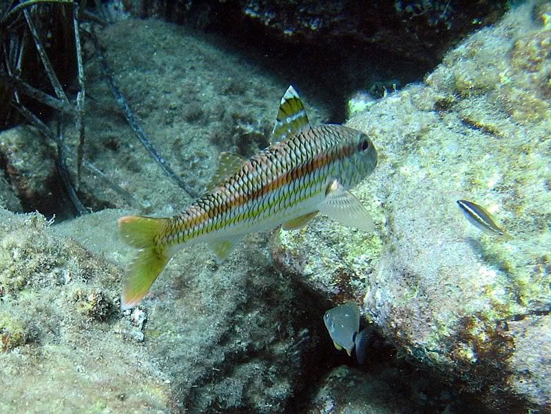 Tordo pavone (Symphodus tinca) e Triglia (Mullus surmuletus)