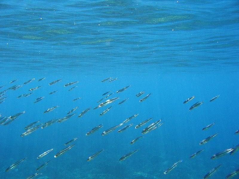 Diplodus vulgaris e latterini vari