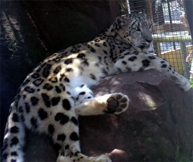 snow-leopard-on-rock1.jpg