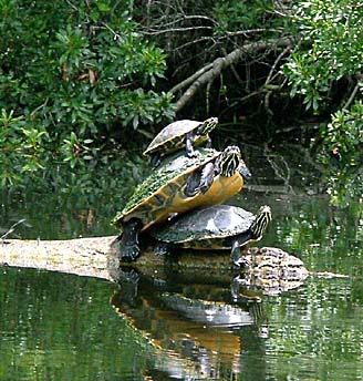 I 3 Turtles