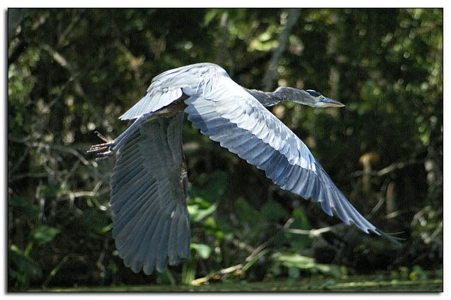 Blue Ibis