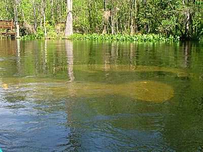 Manatees For Kids