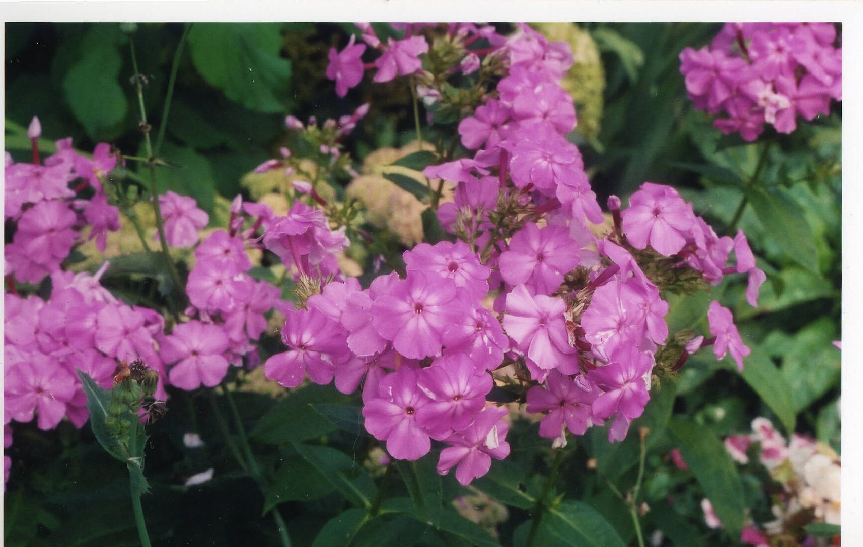 flocks.jpg Photo by yuukake Photobucket