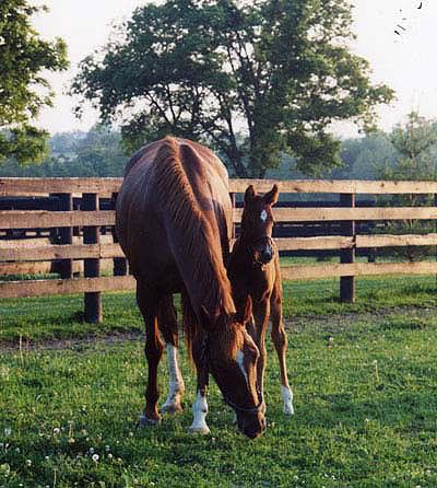 horse and foal photo: Mare and foal margauxi.jpg