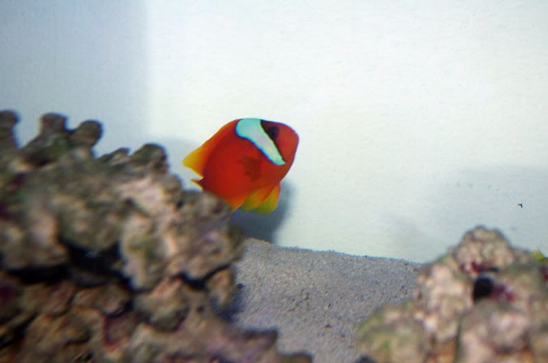 Mandarin+dragonet+fish