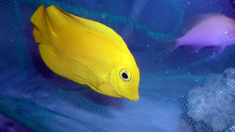 Black Saddleback Clownfish