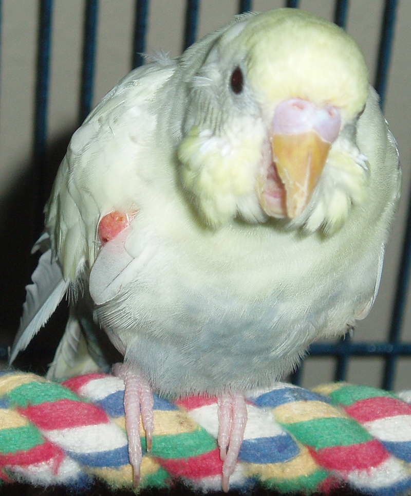Another update on my budgie with liver disease parrot_lovers — LiveJournal