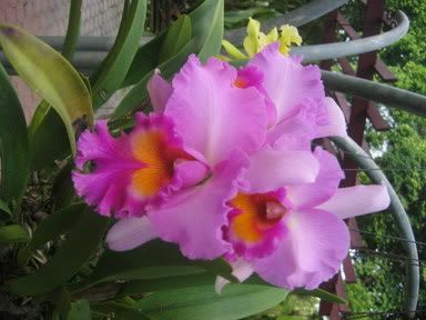 Image hosting by Photobucket