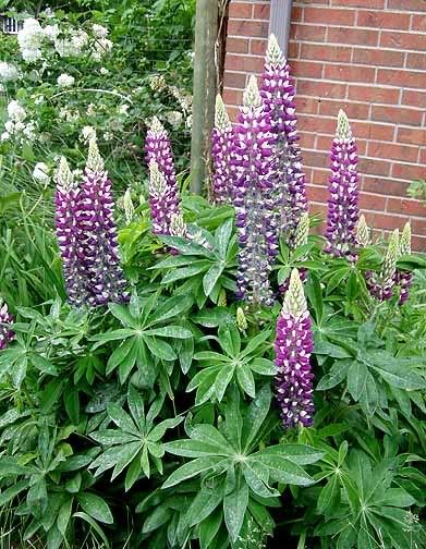 lupine_2007.jpg