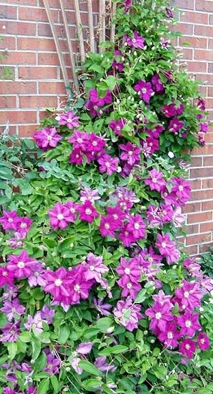 Clematis Shade