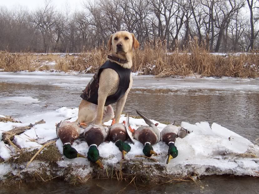 Colorado Duck Species