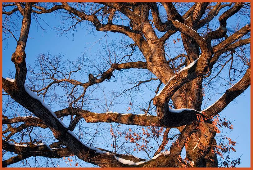 Blue Sky,Tree,Orange Light