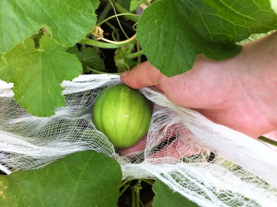 photo 945837_908237328682_148508271_n_zpsf3fb0cfc.jpg