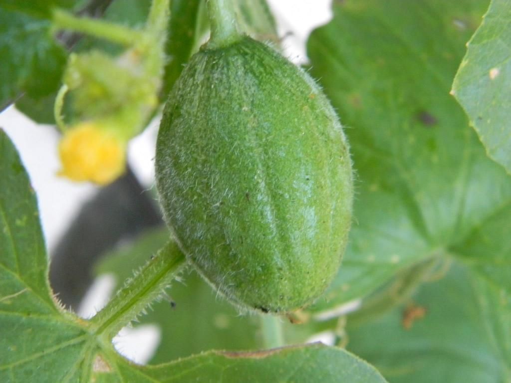 photo 981158_906080371242_416356127_o_zps54e1b22c.jpg