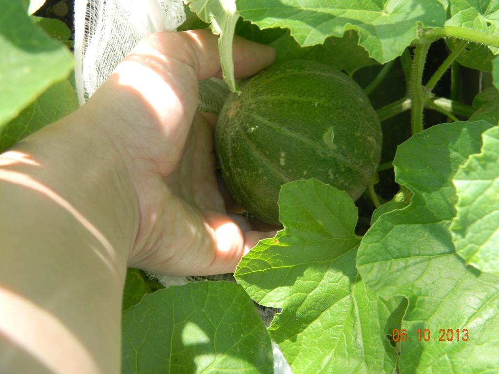 photo DSCN2775_zps24f03237.jpg