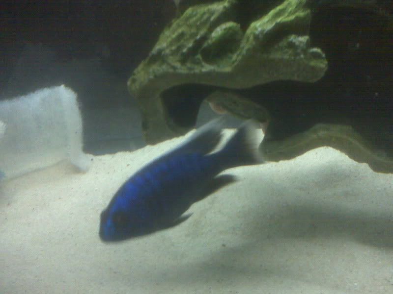cichlid sand petsmart