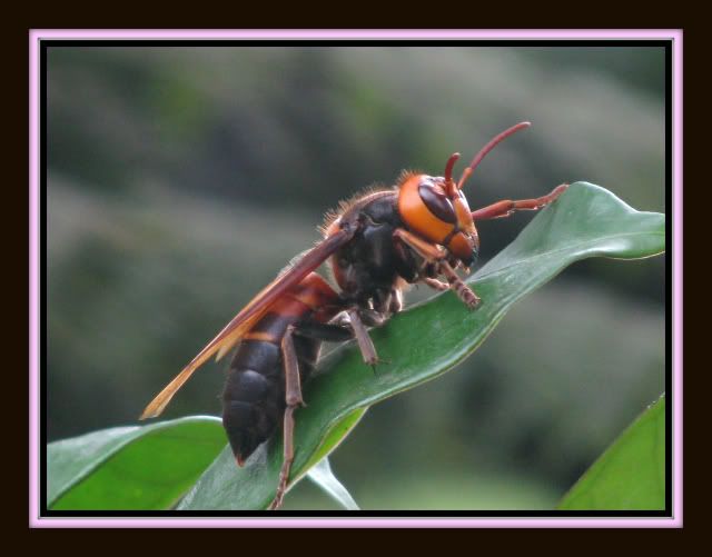 Ong.jpg