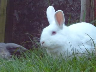 Rabbits059.jpg