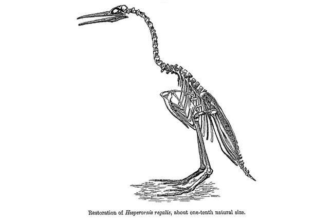 paleontologia