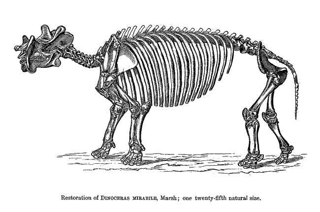 Dinosaurios