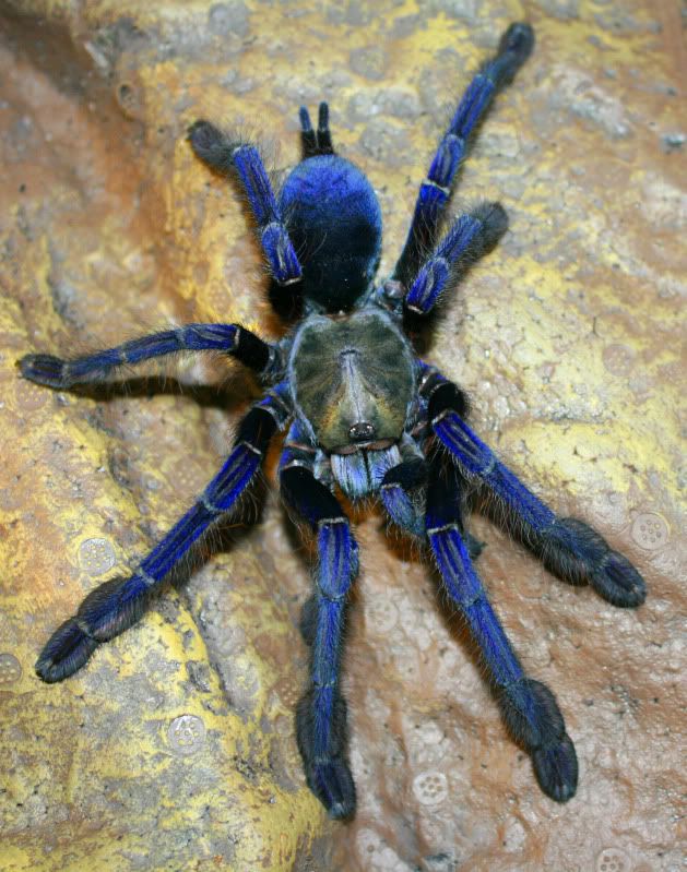 Singapore Blue Tarantula